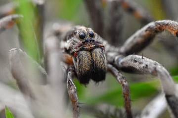 Closeup of the scary-looking face of a wolf-spider (Hogna Radiata) in its natural habitat among the grasses