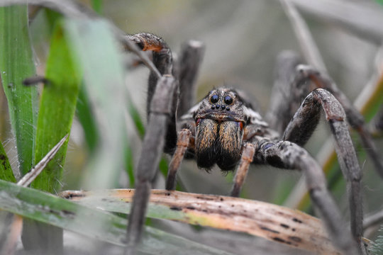 Closeup of the scary-looking face of a wolf-spider (Hogna Radiata) in its natural habitat among the grasses