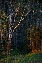 Obraz premium Night forest