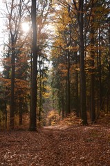 Herbstwald im Gegenlicht 