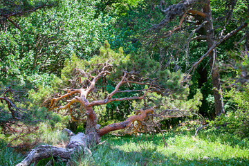 fallen tree among the pine trees in the Green Park