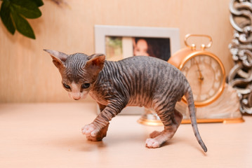 tabby sphinx kitten, bald cat, small baby cat toddler