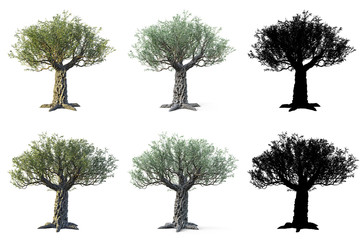 Set of Olive trees isolated on white background with masks