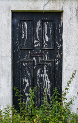 Old worn and grungy front door of abandoned building with overgrown weeds