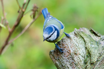 Cinciarella