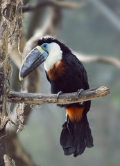 Toucan