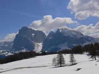 Plateau on the Seisser Alm with snow mountains and fir trees