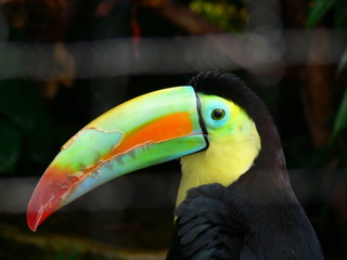 Tukan with big beaky © Mitch Shark