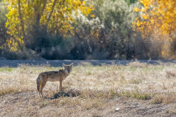 Obraz na płótnie Canvas Coyote in field at Bosque del Apache national wildlife refuge, San Antonio, New Mexico
