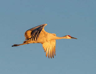 Sandhill crane in flight over field at Bosque del Apache National Wildlife Refuge, New Mexico