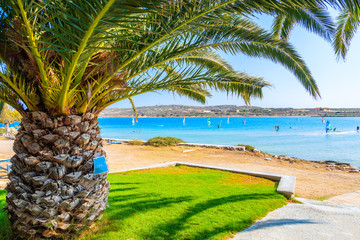 Palm tree on sandy beach and windsurfers on sea, Karpathos island, Greece