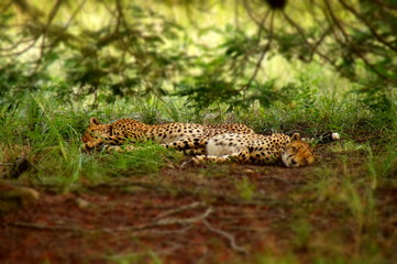 Gepard beim schlafen