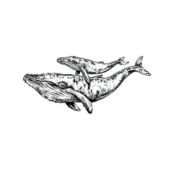 Mother and child whales black and white hand drawn ink illustration