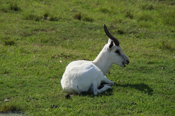 Obraz premium Srpingbock