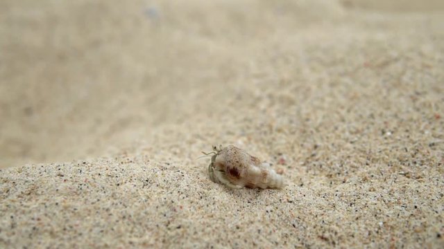 close up shot of small Hermit crab walk on the beach