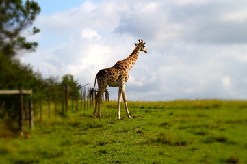 Giraffe