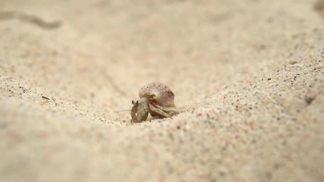 A small crab travels on white sand beach outdoor shot