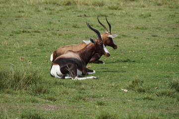 Springbock