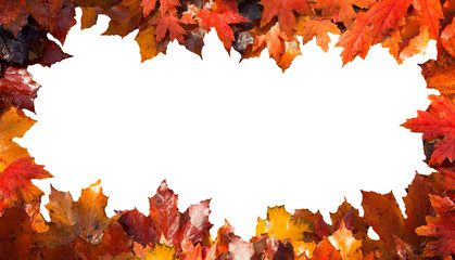 Frame made of red maple leaves on white background in the middle.