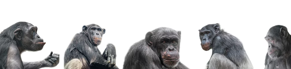 Papier Peint photo autocollant Singe Bannière de groupe de portraits de chimpanzés isolés sur fond blanc, détails, gros plan