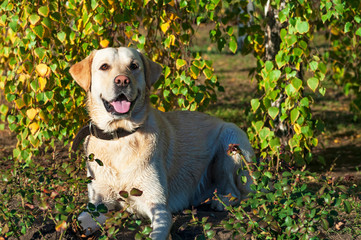 Portrait of a Golden Retriever lying under the branches.