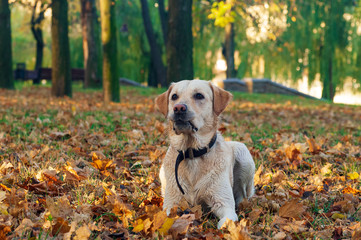 Labrador retriever dog lying in leaves in autumn, fall park.