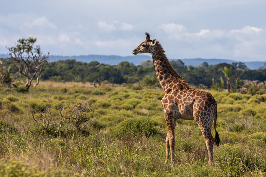 Giraffe 14