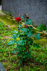 Red garden rose