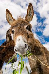 Cute fluffy donkeys eating grass