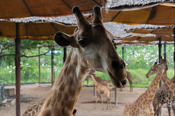 giraffe in the zoo