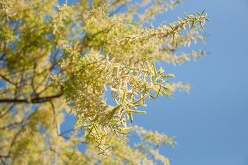 branch of a tree in spring