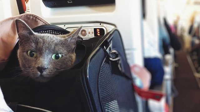 Cat looking arround in a plane while sitting in her basket.