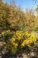 Naklejka premium Amazing Autumn landscape of Ruen Mountain - northern part of Vlahina Mountain, Kyustendil Region, Bulgaria