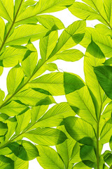 tropical green leaves