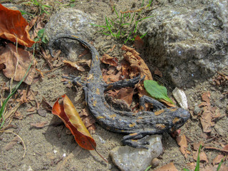  Dead Dried salamander on a forest path in autumn.  Rhodope Mountain, Bulgaria.                    