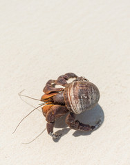 Hermit crab on beach