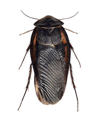 Cockroach, Egyptian desert roach, Polyphaga aegyptiaca (Neoptera: Blattodea) isolated on a white background