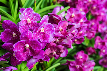 Bunch of purple orchid flowers