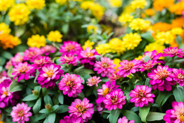 Obraz premium Creeping Zinnia Pink or Zinnia Angustifolia flower in the garden