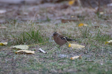 Ein Buchfink auf einer Wiese