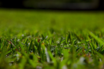 Close up View of Green grass lawn