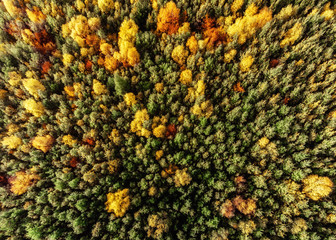 Aerial view of autumn forest