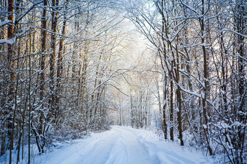 Snowy road in the forest on a sunny day