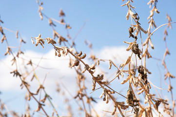 Soybeans in close-up