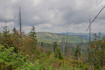 Obraz premium Wald mit Totholz