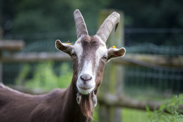 Ziege