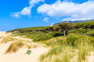 Green pine trees and sand dunes on Bolonia beach near Tarifa town, Spain