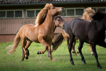 Fototapeta premium Island Pferd