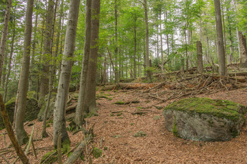 Wald mit Totholz