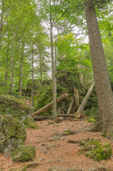 Wald mit Totholz